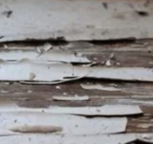 Signs That Your Wood Garage Door Has Termites